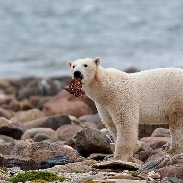 For threatened polar bears, the climate change diet is a losing proposition